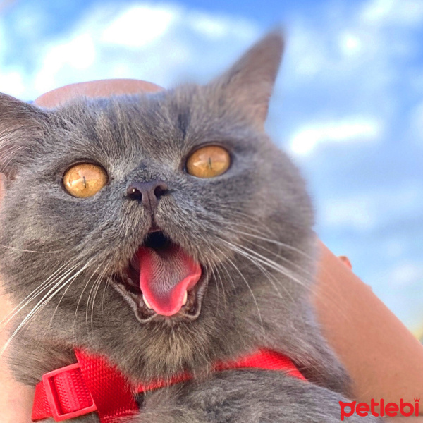British Shorthair, Kedi  Behlül fotoğrafı