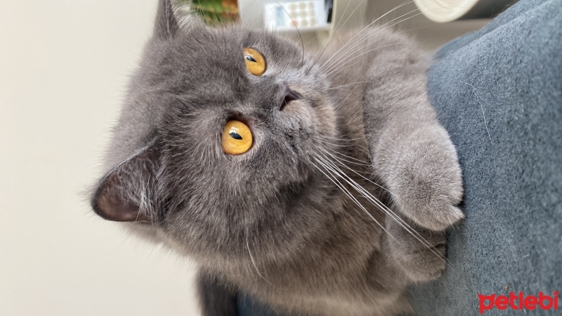 British Shorthair, Kedi  Behlül fotoğrafı