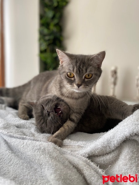 British Shorthair, Kedi  Behlül fotoğrafı