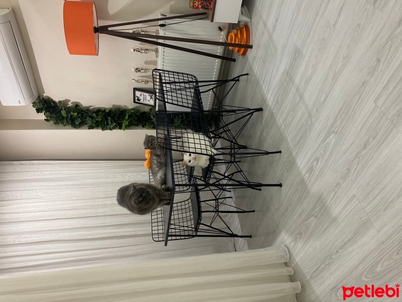 British Shorthair, Kedi  Behlül fotoğrafı