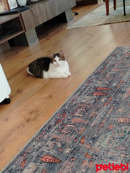 Tekir Kedi, Kedi  Mıcır fotoğrafı