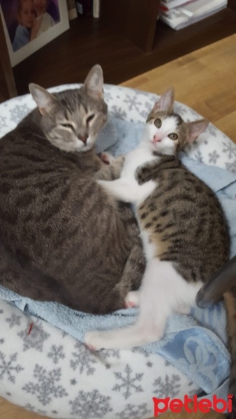 Tekir Kedi, Kedi  Misscat fotoğrafı