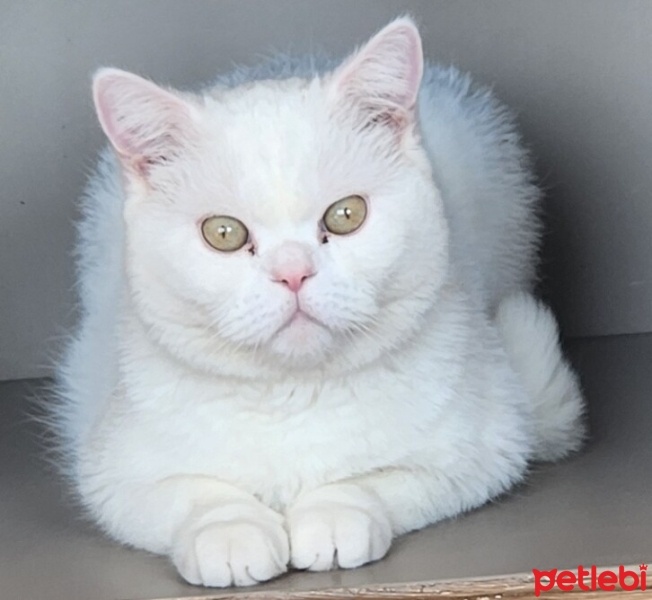 British Shorthair, Kedi  Beyazıt fotoğrafı