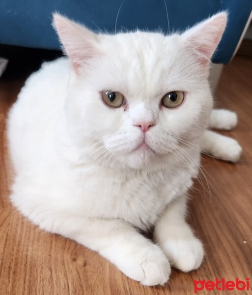British Shorthair, Kedi  Beyazıt fotoğrafı