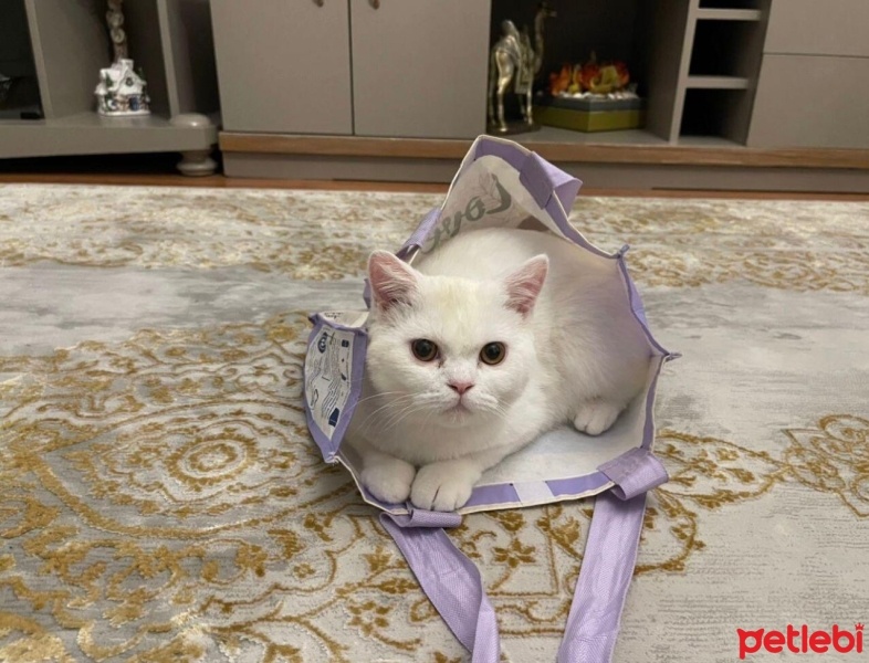 British Shorthair, Kedi  Beyazıt fotoğrafı