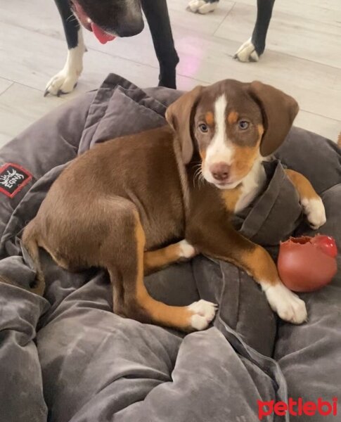 Beagle, Köpek  Chivas fotoğrafı