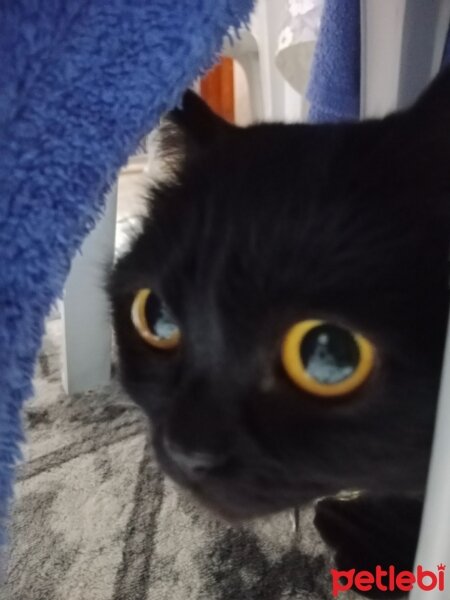 British Shorthair, Kedi  Karam fotoğrafı