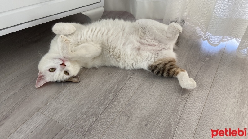 European Shorthair, Kedi  Pamuk fotoğrafı