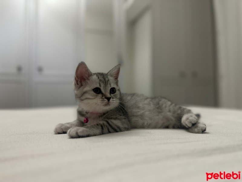British Shorthair, Kedi  Fıstık fotoğrafı