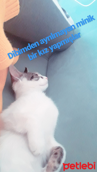 Abyssinian, Kedi  Mila fotoğrafı