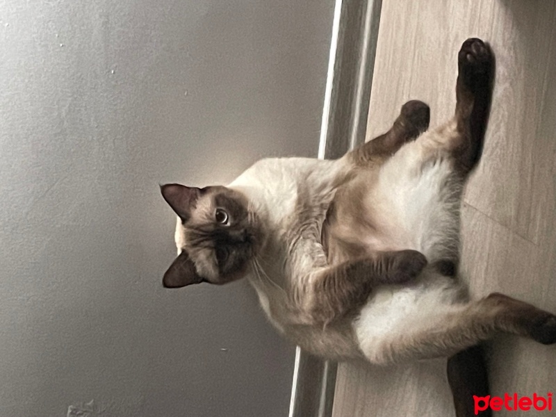 Siyam Kedisi, Kedi  Sütlaç fotoğrafı
