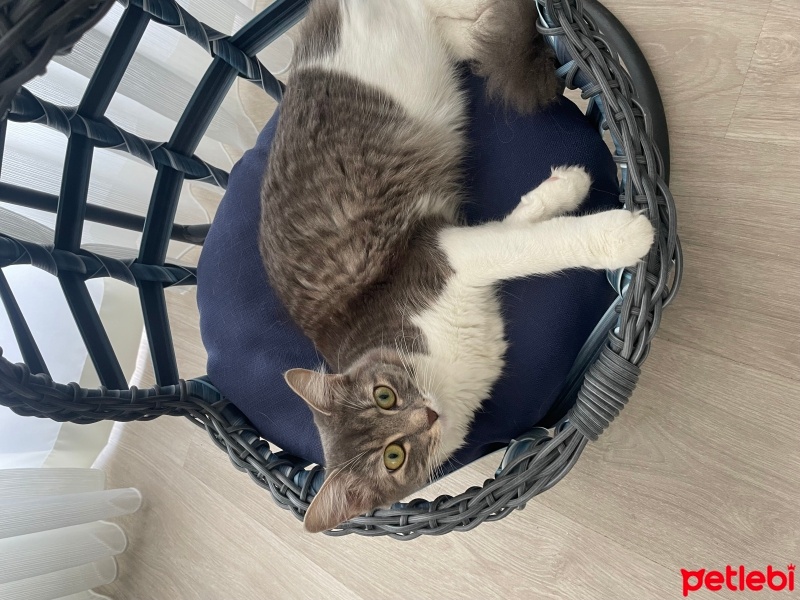 Tekir Kedi, Kedi  Maya fotoğrafı
