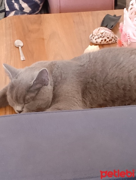 British Shorthair, Kedi  MİA fotoğrafı