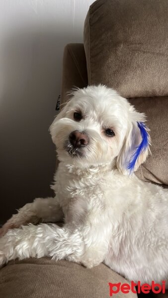 Maltese, Köpek  Ricky fotoğrafı