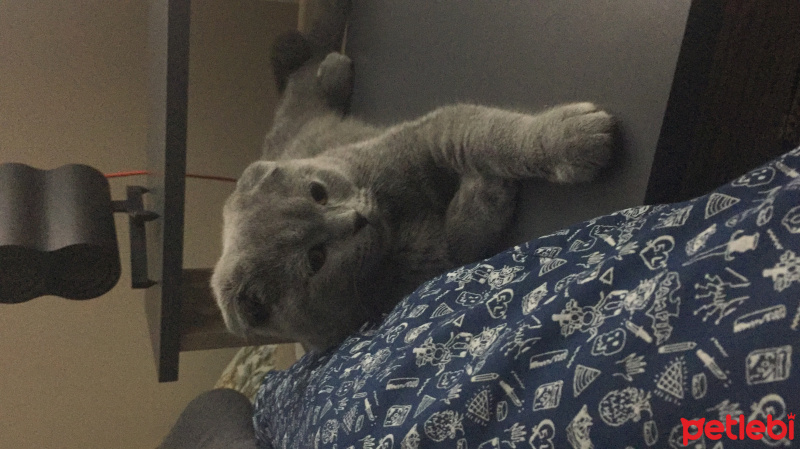 Scottish Fold, Kedi  Dust fotoğrafı