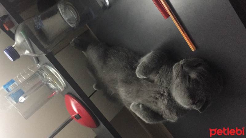 Scottish Fold, Kedi  Dust fotoğrafı