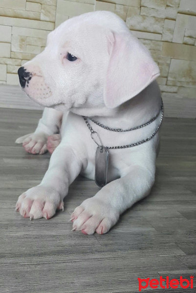 Dogo Arjantin, Köpek  Bulut fotoğrafı