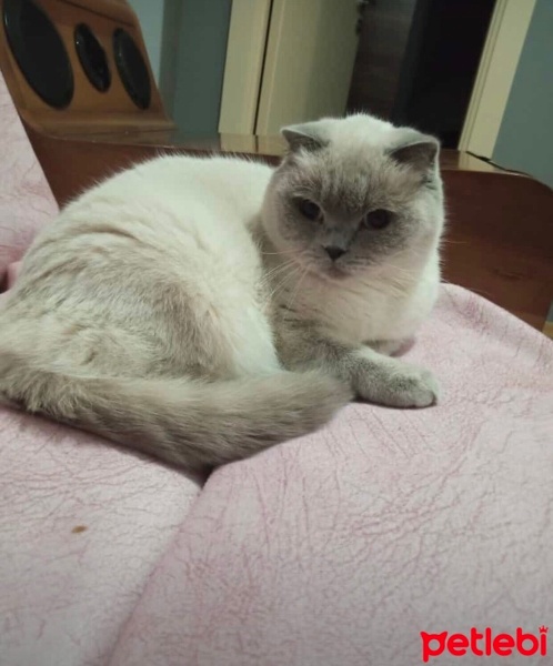 Scottish Fold, Kedi  Mia fotoğrafı