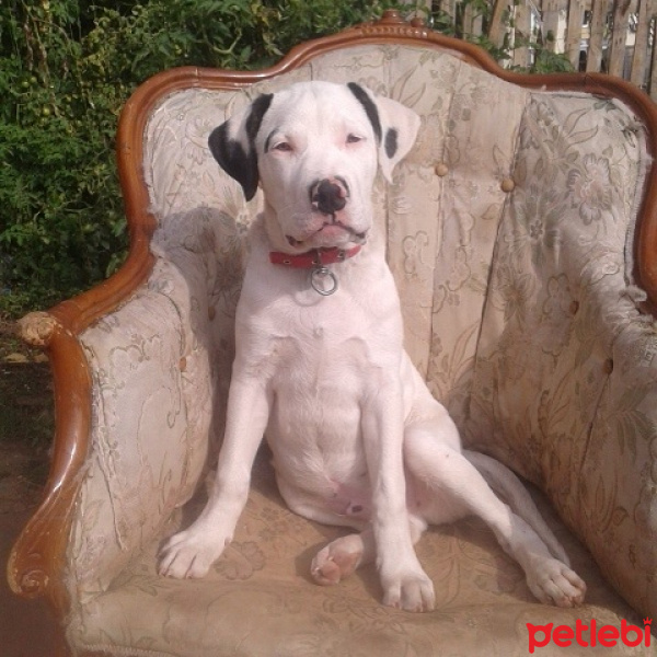 Dogo Arjantin, Köpek  hero fotoğrafı