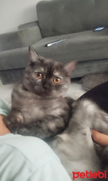 British Shorthair, Kedi  EVA fotoğrafı