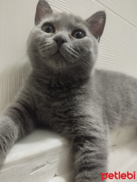 British Shorthair, Kedi  EVA fotoğrafı