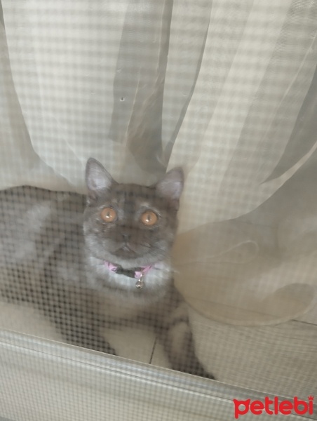 British Shorthair, Kedi  EVA fotoğrafı