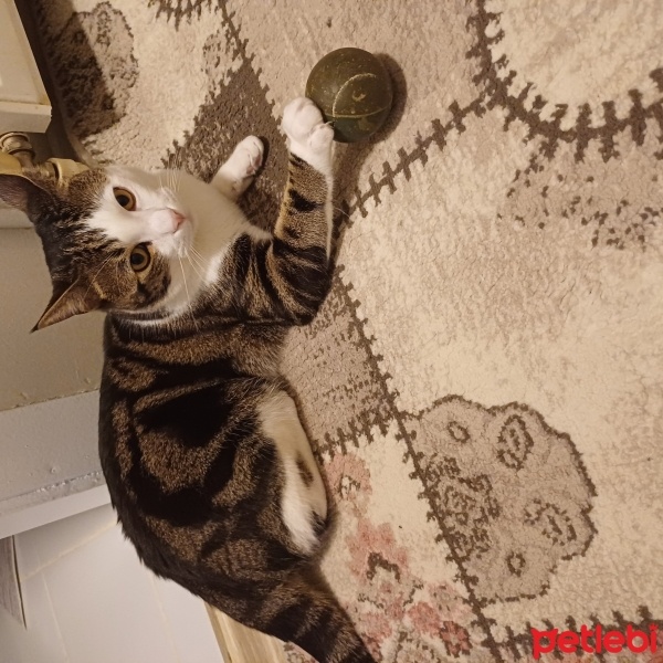 Tekir Kedi, Kedi  Kral fotoğrafı
