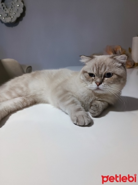 Scottish Fold, Kedi  Bulut fotoğrafı