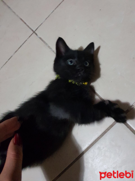 Tekir Kedi, Kedi  Babuş fotoğrafı