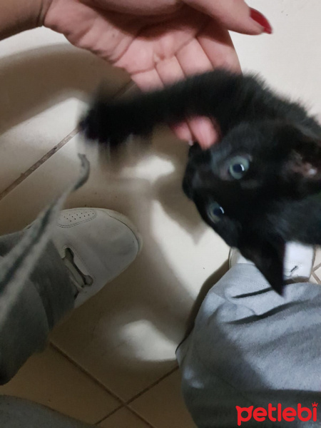 Tekir Kedi, Kedi  Babuş fotoğrafı