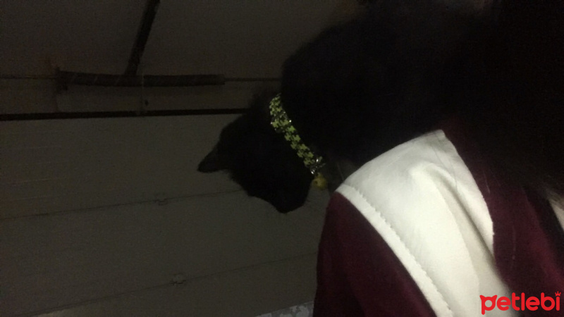 Tekir Kedi, Kedi  Babuş fotoğrafı