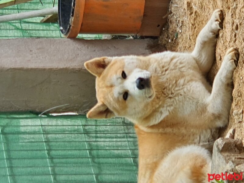 Akita İnu, Köpek  aşıl fotoğrafı