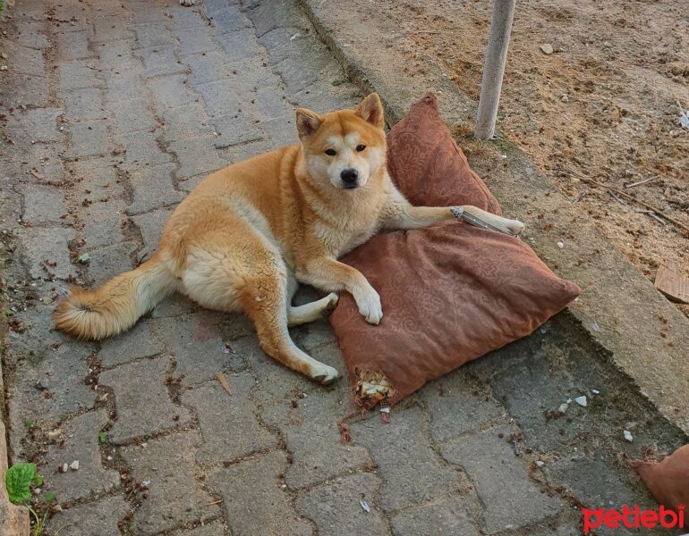 Akita İnu, Köpek  Sonya fotoğrafı