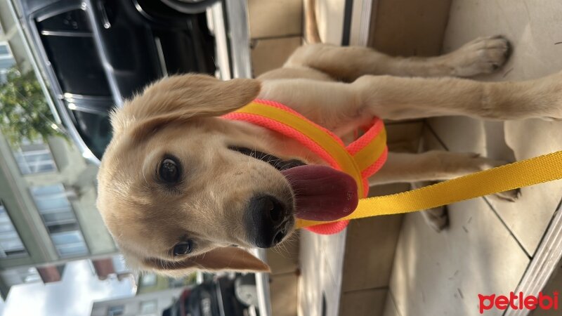 Golden Retriever, Köpek  Lessie fotoğrafı