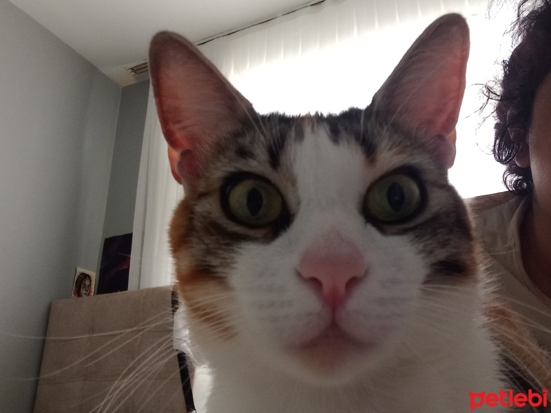 Tekir Kedi, Kedi  Sansli fotoğrafı