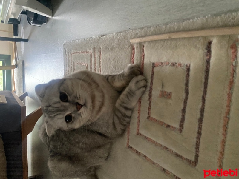 Scottish Fold, Kedi  Sütlaç fotoğrafı