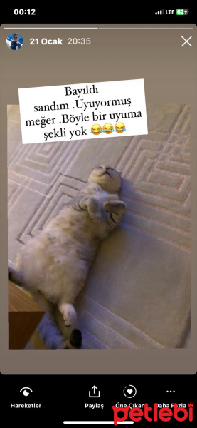 Scottish Fold, Kedi  Sütlaç fotoğrafı