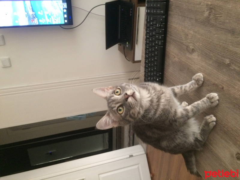 European Shorthair, Kedi  Rıfkı fotoğrafı