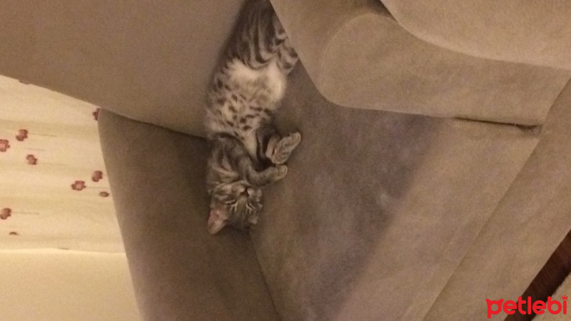 European Shorthair, Kedi  Rıfkı fotoğrafı