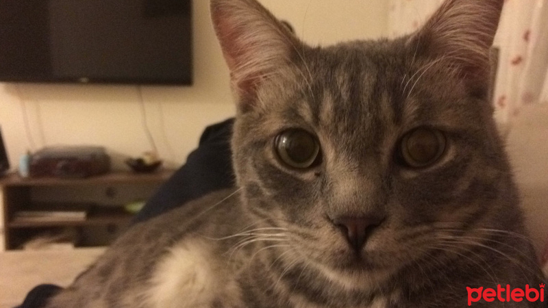 European Shorthair, Kedi  Rıfkı fotoğrafı