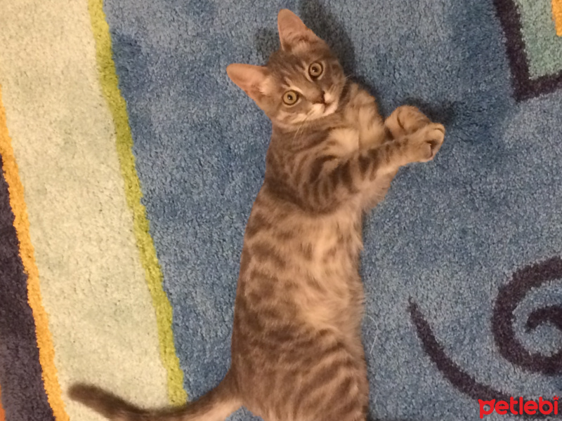 European Shorthair, Kedi  Rıfkı fotoğrafı