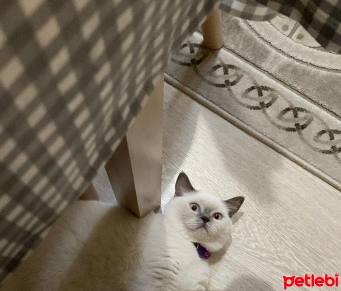 British Longhair, Kedi  Miya fotoğrafı