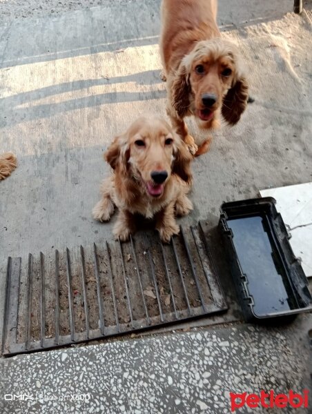 Amerikan Cocker Spaniel, Köpek  Eylem fotoğrafı