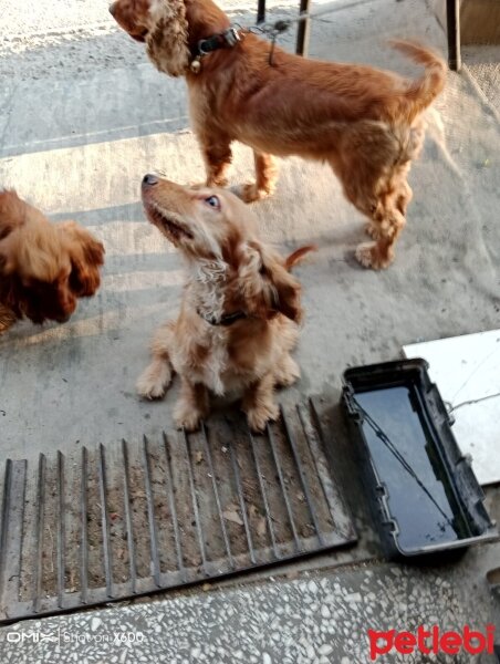 Amerikan Cocker Spaniel, Köpek  Eylem fotoğrafı