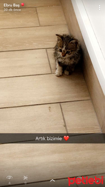 Sphynx, Kedi  Adını koymadık fotoğrafı