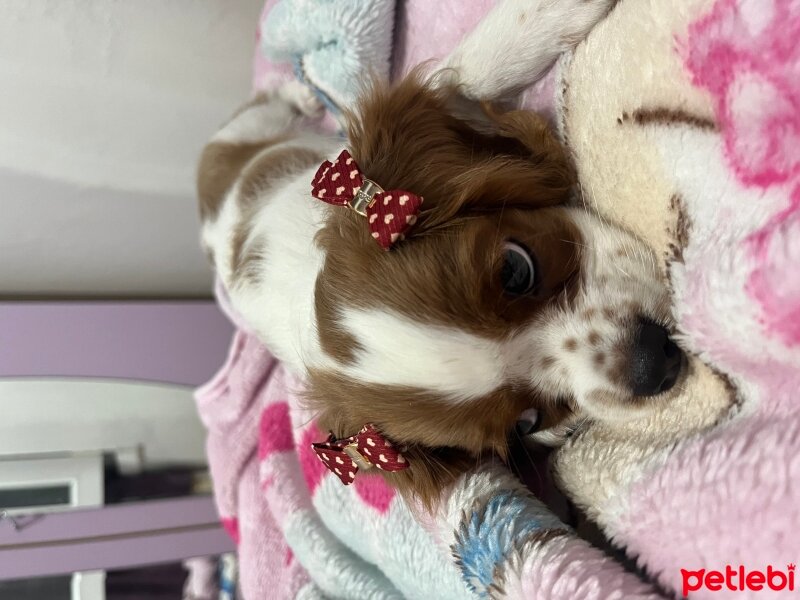 Cavalier King Charles Spanieli, Köpek  Carmen fotoğrafı