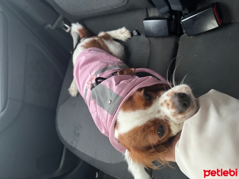 Cavalier King Charles Spanieli, Köpek  Carmen fotoğrafı