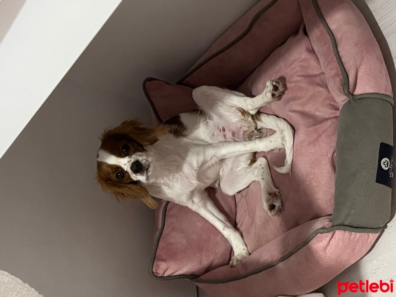Cavalier King Charles Spanieli, Köpek  Carmen fotoğrafı
