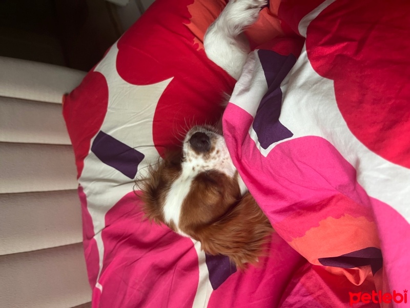 Cavalier King Charles Spanieli, Köpek  Carmen fotoğrafı
