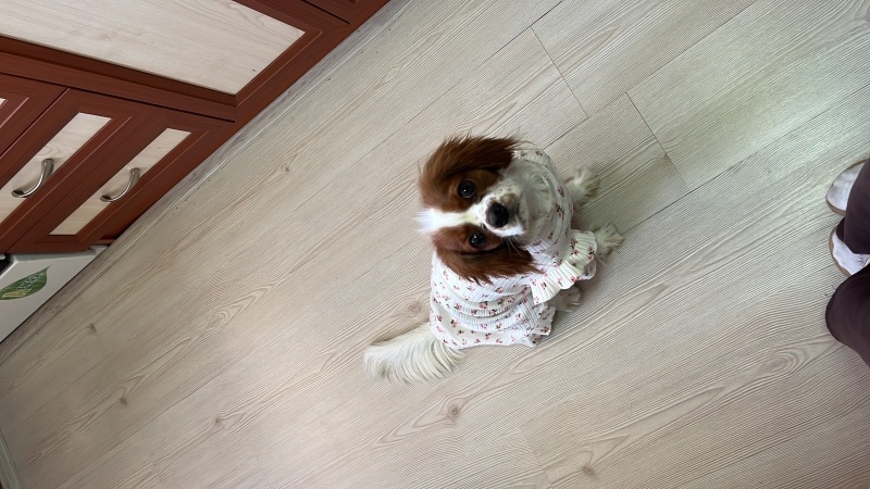 Cavalier King Charles Spanieli, Köpek  Carmen fotoğrafı